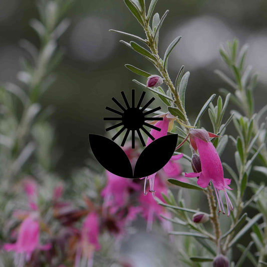 The 12 best Australian native plants for Adelaide gardens - Minimalist Gardener