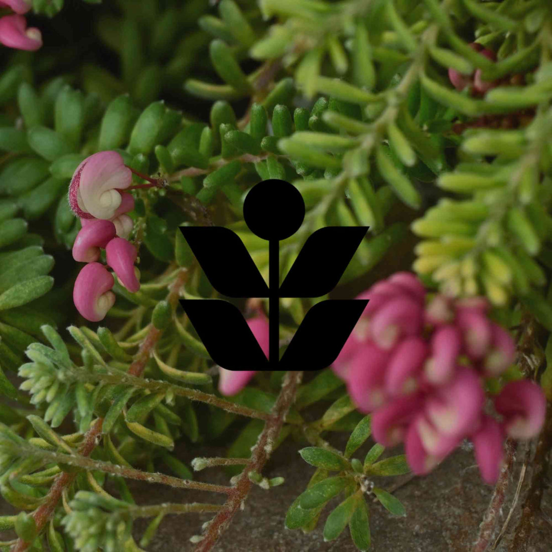 The 12 best Australian native plants for Canberra gardens - Minimalist Gardener