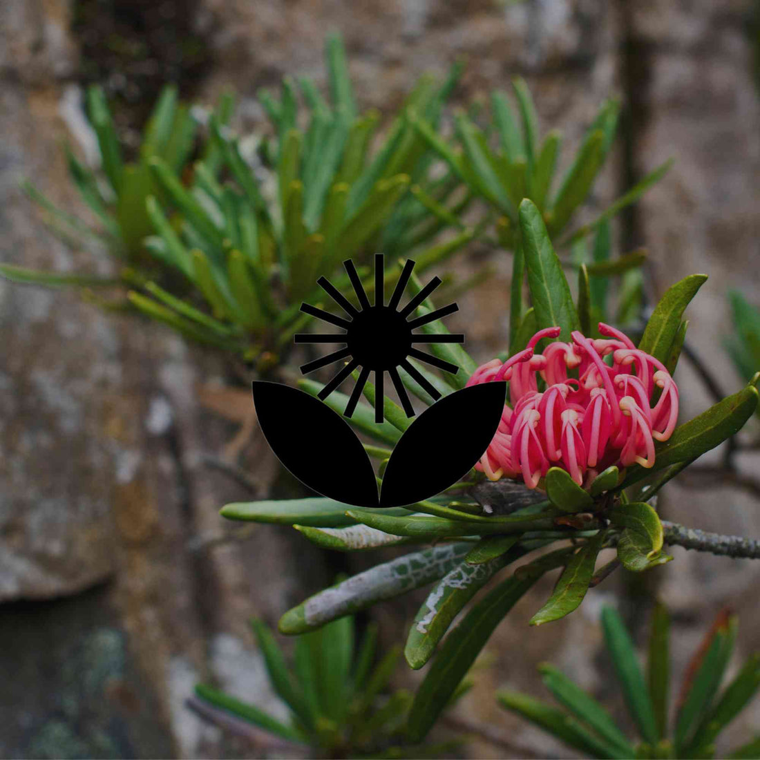 The 12 best Australian native plants for Hobart gardens - Minimalist Gardener