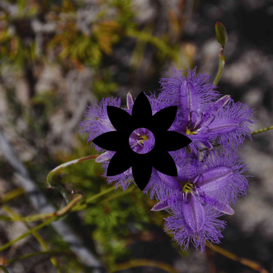 The 12 best Australian native plants for Melbourne gardens - Minimalist Gardener