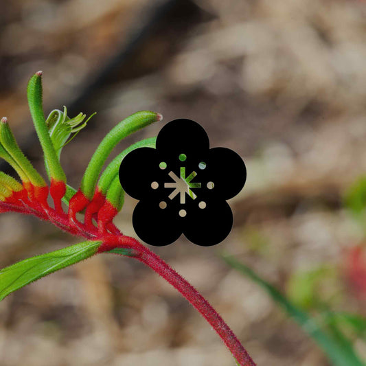 The 12 best Australian native plants for Perth gardens - Minimalist Gardener