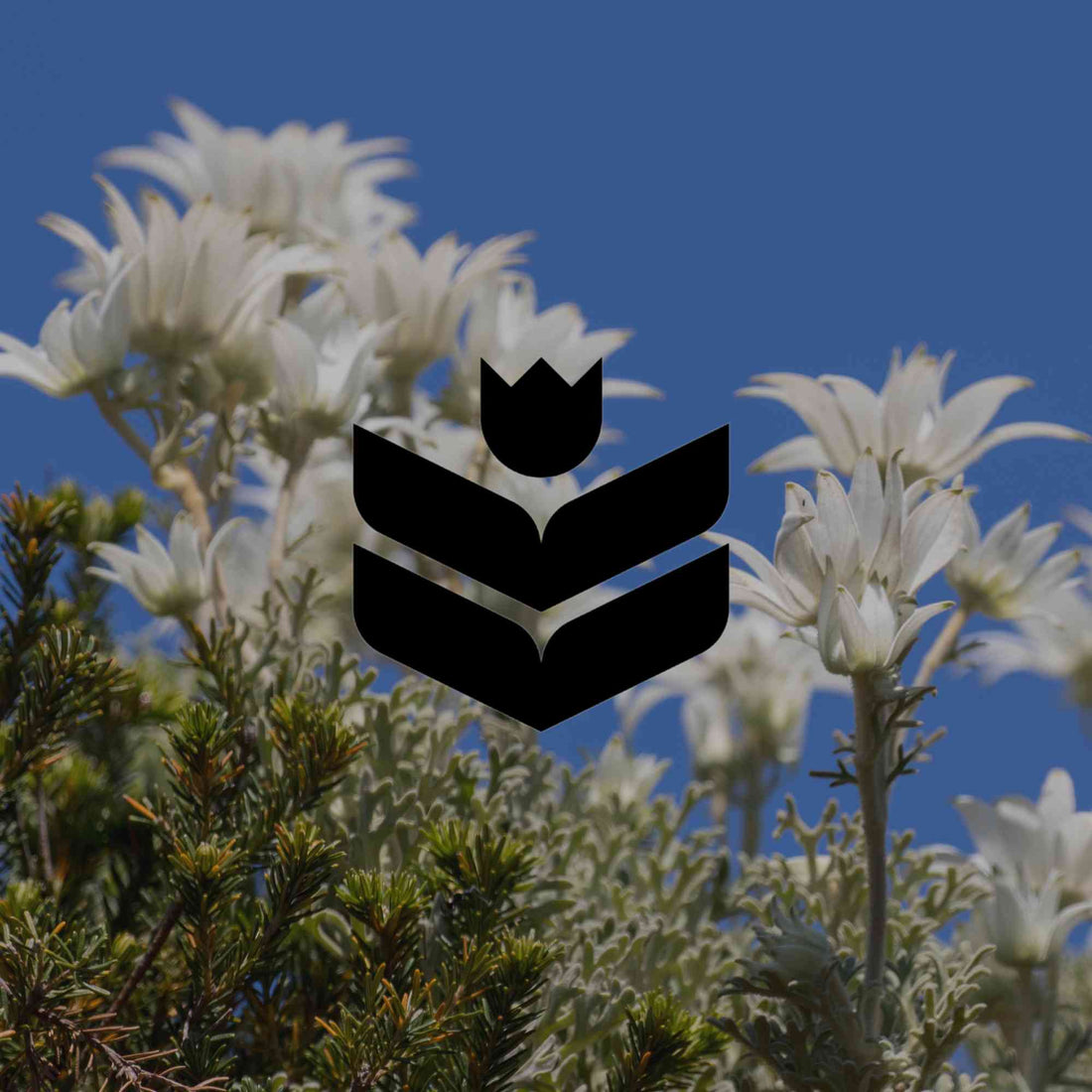 The 12 best Australian native plants for Sydney gardens - Minimalist Gardener