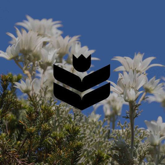 The 12 best Australian native plants for Sydney gardens - Minimalist Gardener