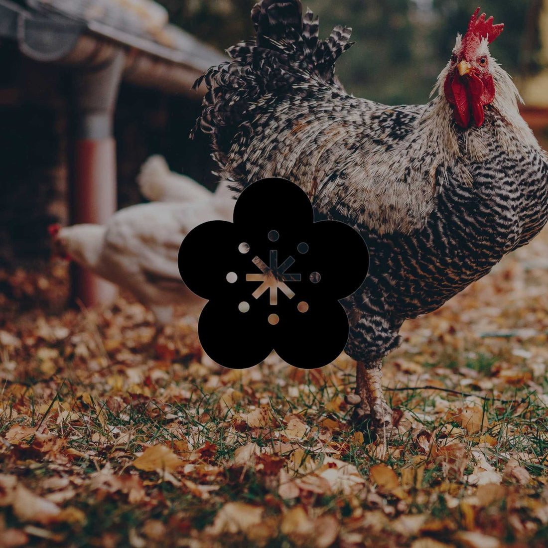 The highs and lows of backyard chickens - Minimalist Gardener