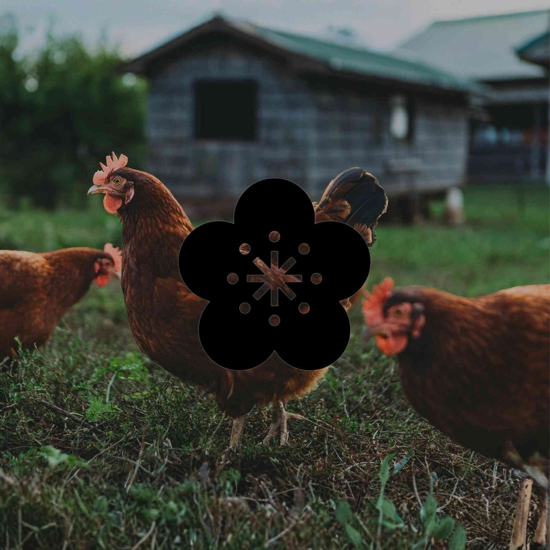 The highs and lows of backyard chickens in native gardens - Minimalist Gardener
