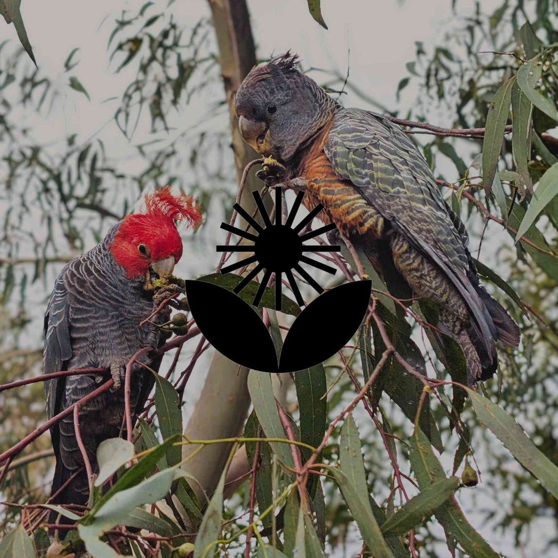 The unseen intelligence of common Australian native garden plants - Minimalist Gardener