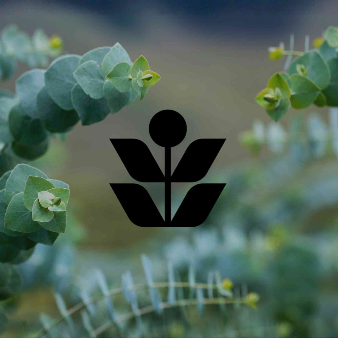 Tips to create an Australian native garden that looks intentional - Minimalist Gardener