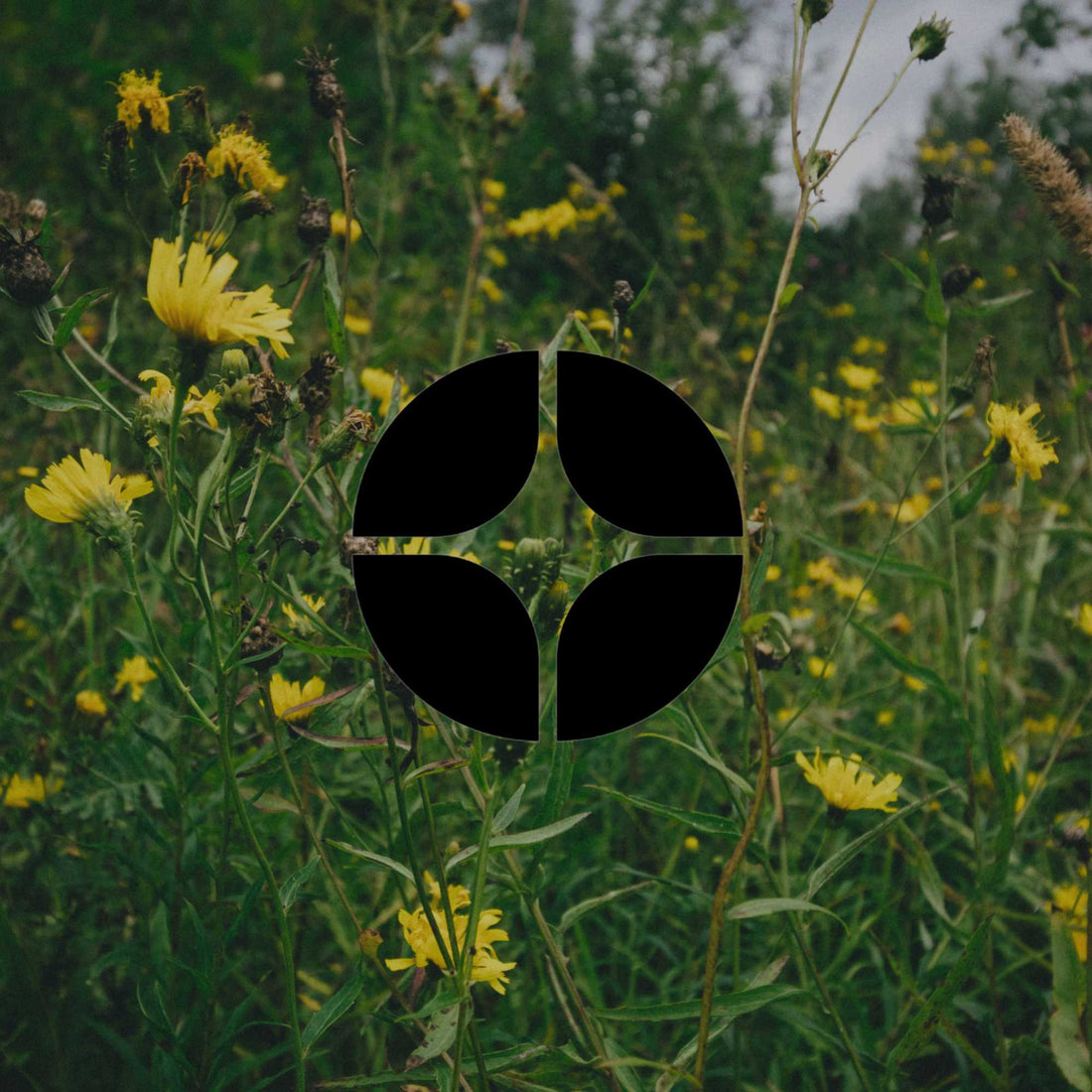 What is chaos gardening? And why it works for Australian gardens - Minimalist Gardener