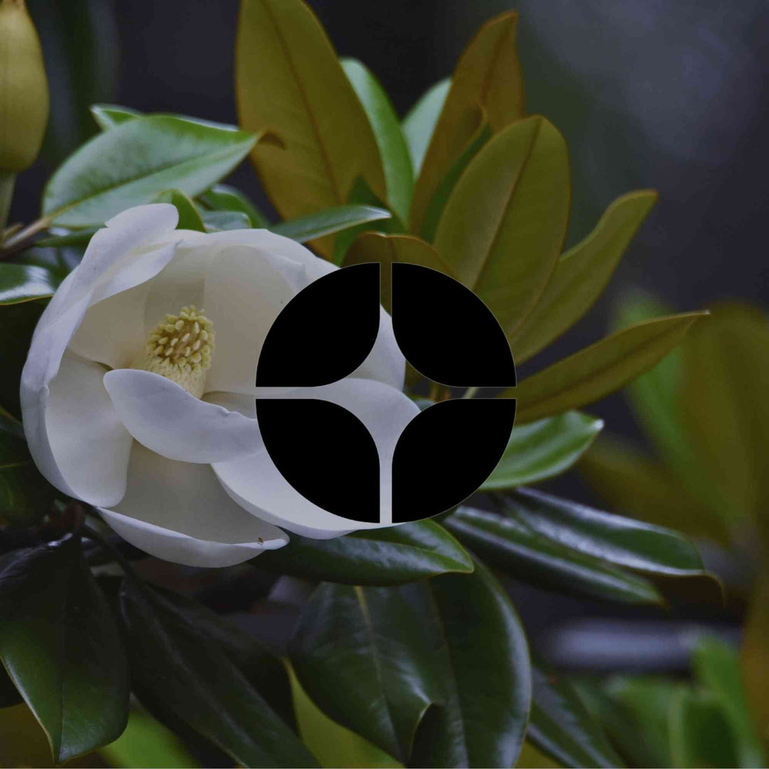 Where the plants in your garden really come from - Minimalist Gardener