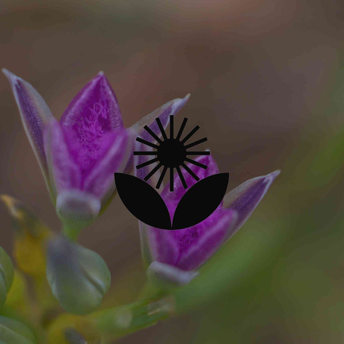 Where to see wildflowers growing naturally in Australia - Minimalist Gardener