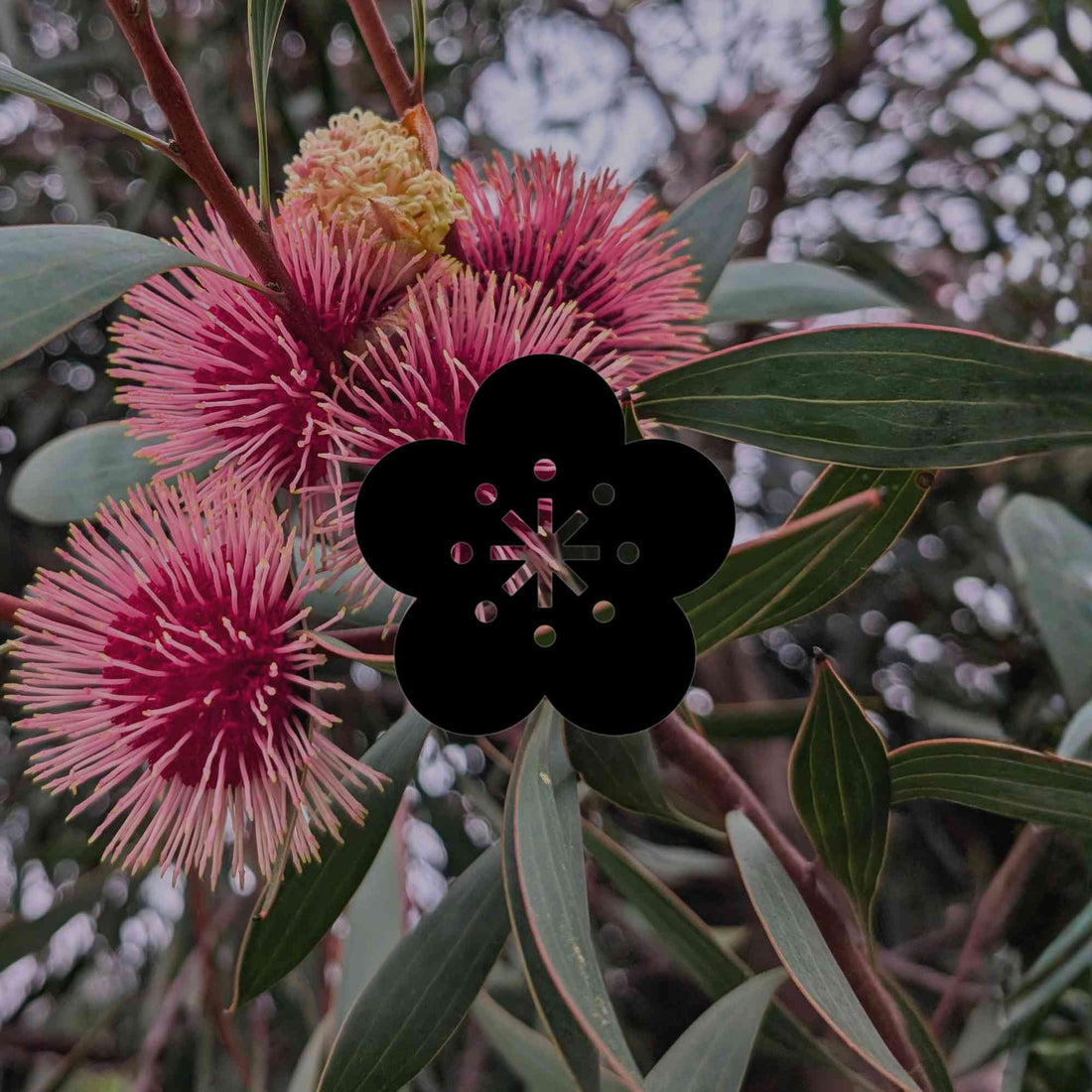 Why all-purpose fertiliser harms your Australian native plants - Minimalist Gardener