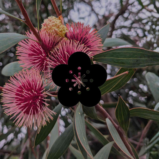 Why all-purpose fertiliser harms your Australian native plants - Minimalist Gardener