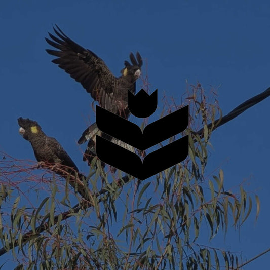 Why plant Australian native plants? Benefits for your garden - Minimalist Gardener