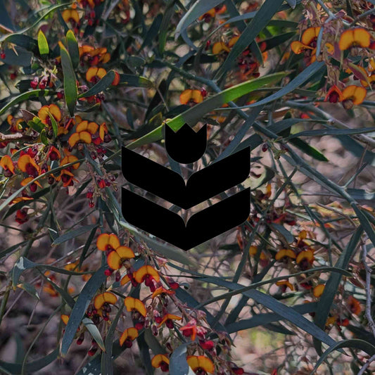 Why your Australian native plants can fail in the first year - Minimalist Gardener