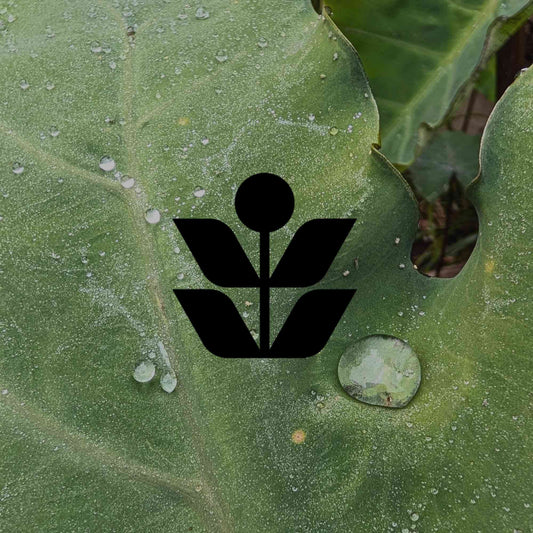 Winter watering guide for Australian natives by climate zone - Minimalist Gardener