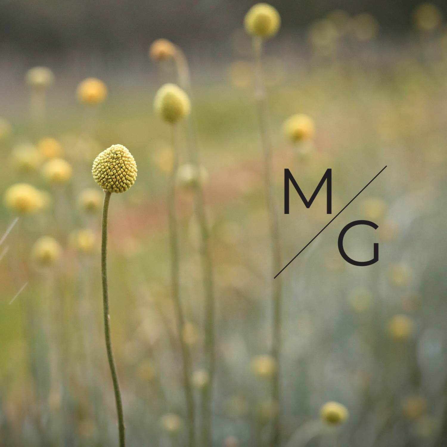 About Minimalist Gardener Australia > Billy Button Australian WIldflowers