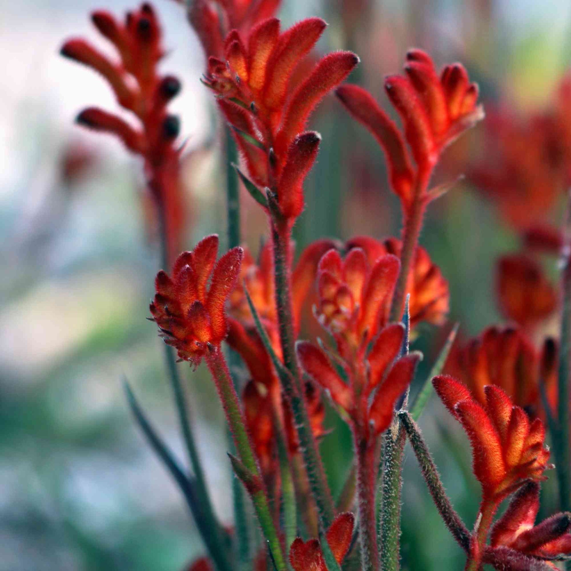 How to grow kangaroo paw: the right variety for your climate zone > Anigozanthos rufus > Minimalist Gardener > News and Resources