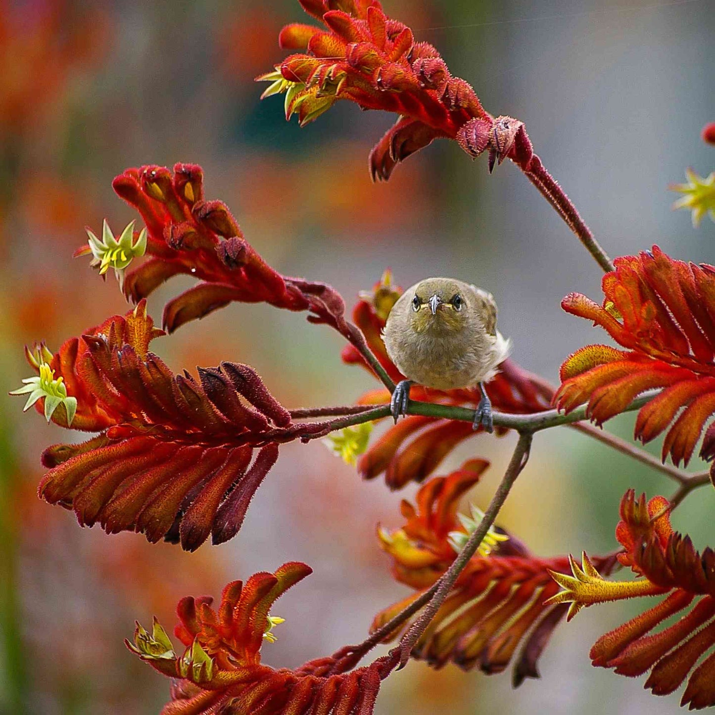 How to grow kangaroo paw: the right variety for your climate zone > Kangaroo Paw has high wildlife value > Minimalist Gardener > News and Resources