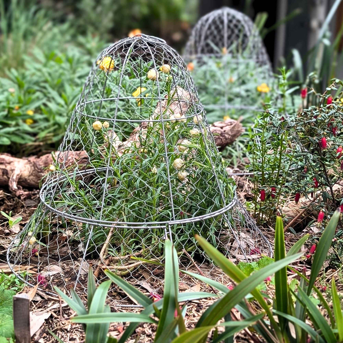 Wire Garden Cloche Large > Set of 2 > Home & Garden > Extendable Base Powder Coated Garden Storage > Wire Garden Frames - Minimalist Gardener