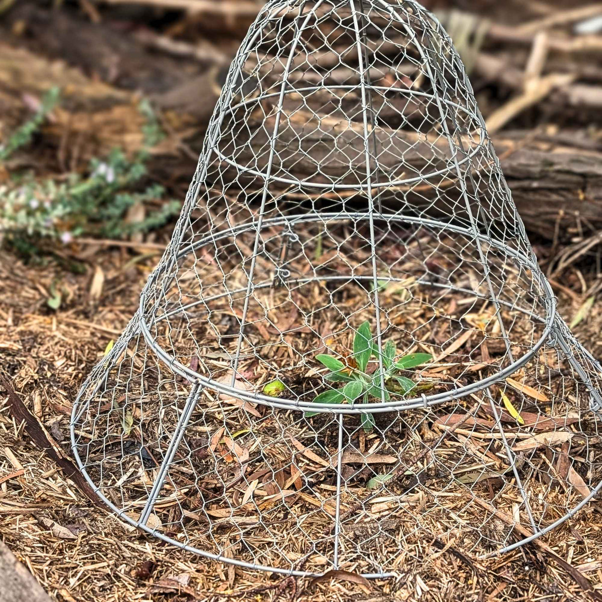 Wire Garden Cloche Large > Set of 2 > Home & Garden > Extendable Base Powder Coated Garden Storage > Wire Garden Frames - Minimalist Gardener