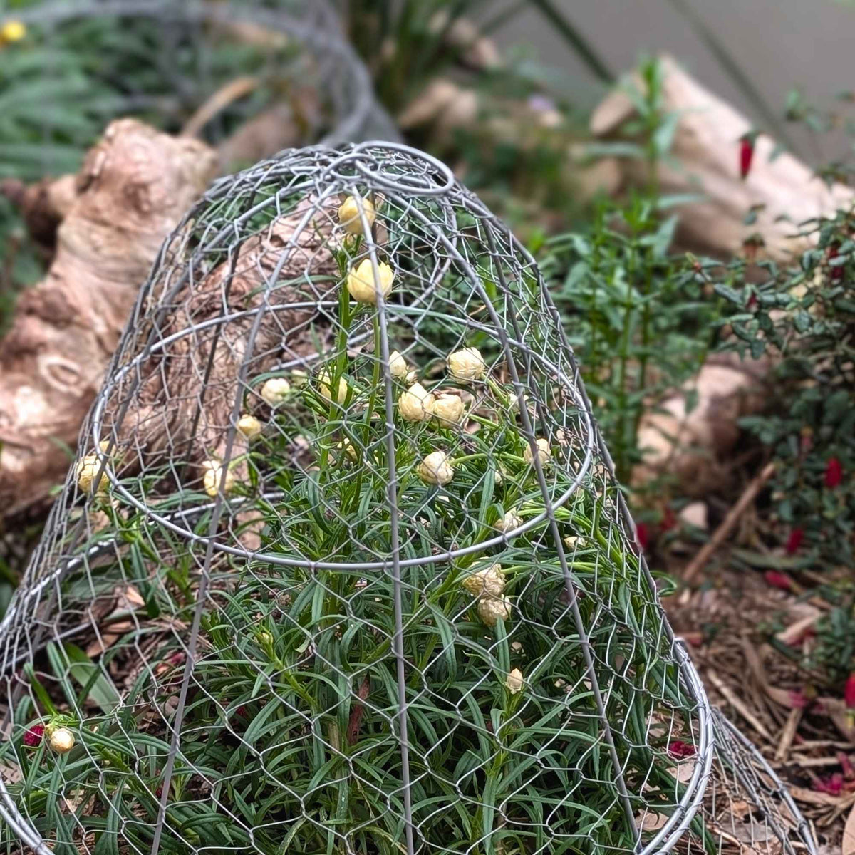 Wire Garden Cloche Large > Set of 2 > Home & Garden > Extendable Base Powder Coated Garden Storage > Wire Garden Frames - Minimalist Gardener