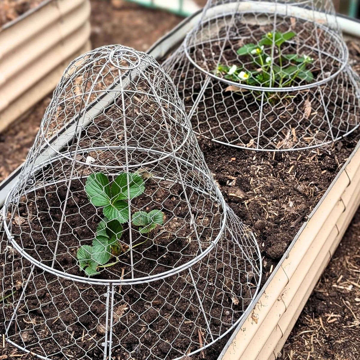 Wire Garden Cloche Large > Set of 2 > Home & Garden > Extendable Base Powder Coated Garden Storage > Wire Garden Frames - Minimalist Gardener