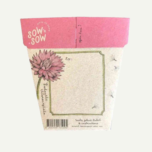 Sow n' Sow Everlasting Daisy Australian Native Gift of Seeds > Home & Garden > Garden Accessories > Australian Native Seeds - Minimalist Gardener