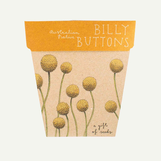 Sow n' Sow Billy Button Australian Native Gift of Seeds > Home & Garden > Garden Accessories > Australian Native Seeds - Minimalist Gardener