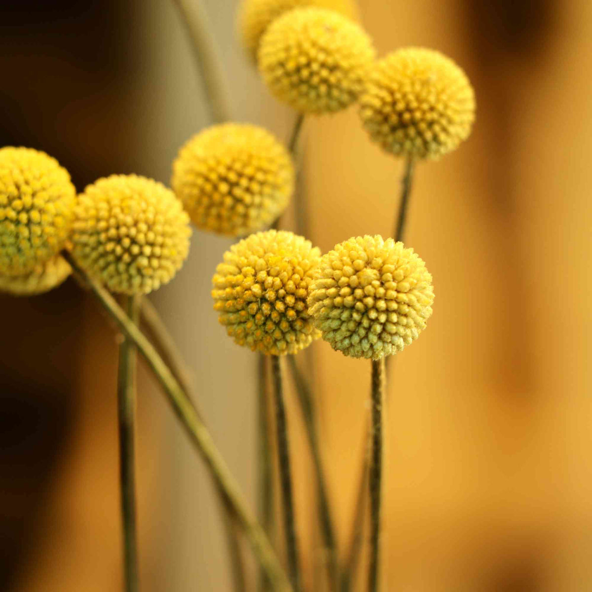 Australian Native Seeds | Billy Button Home & Garden > Garden Accessories > Native Seeds - Minimalist Gardener