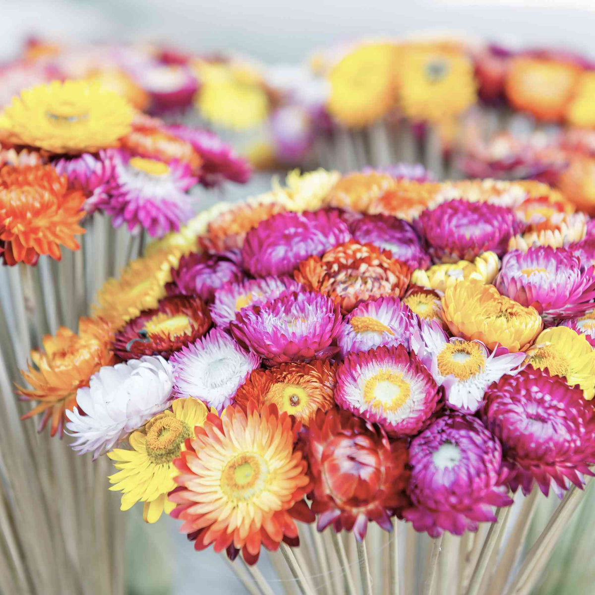 Australian Native Seeds | Everlasting Daisy Home & Garden > Garden Accessories > Native Seeds - Minimalist Gardener