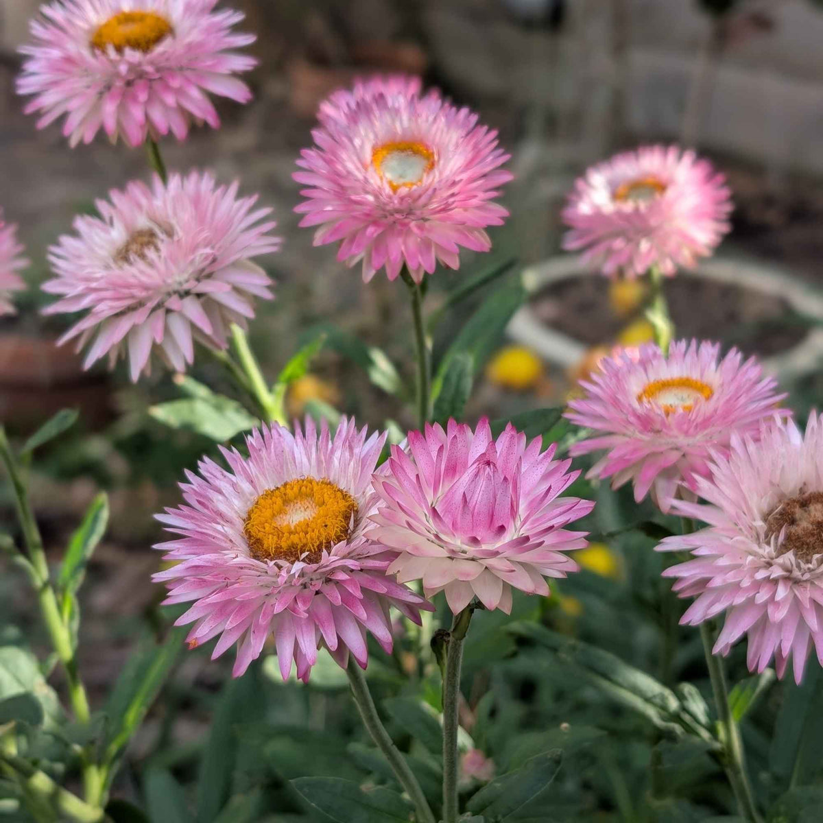 Australian Native Seeds | Everlasting Daisy Home & Garden > Garden Accessories > Native Seeds - Minimalist Gardener