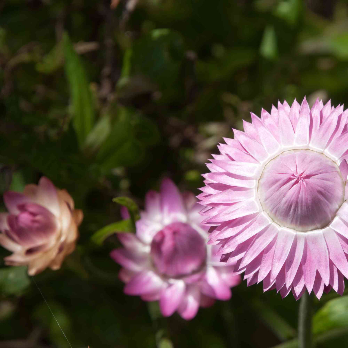 Australian Native Seeds | Native Daisies Mix Home & Garden > Garden Accessories > Native Seeds - Minimalist Gardener