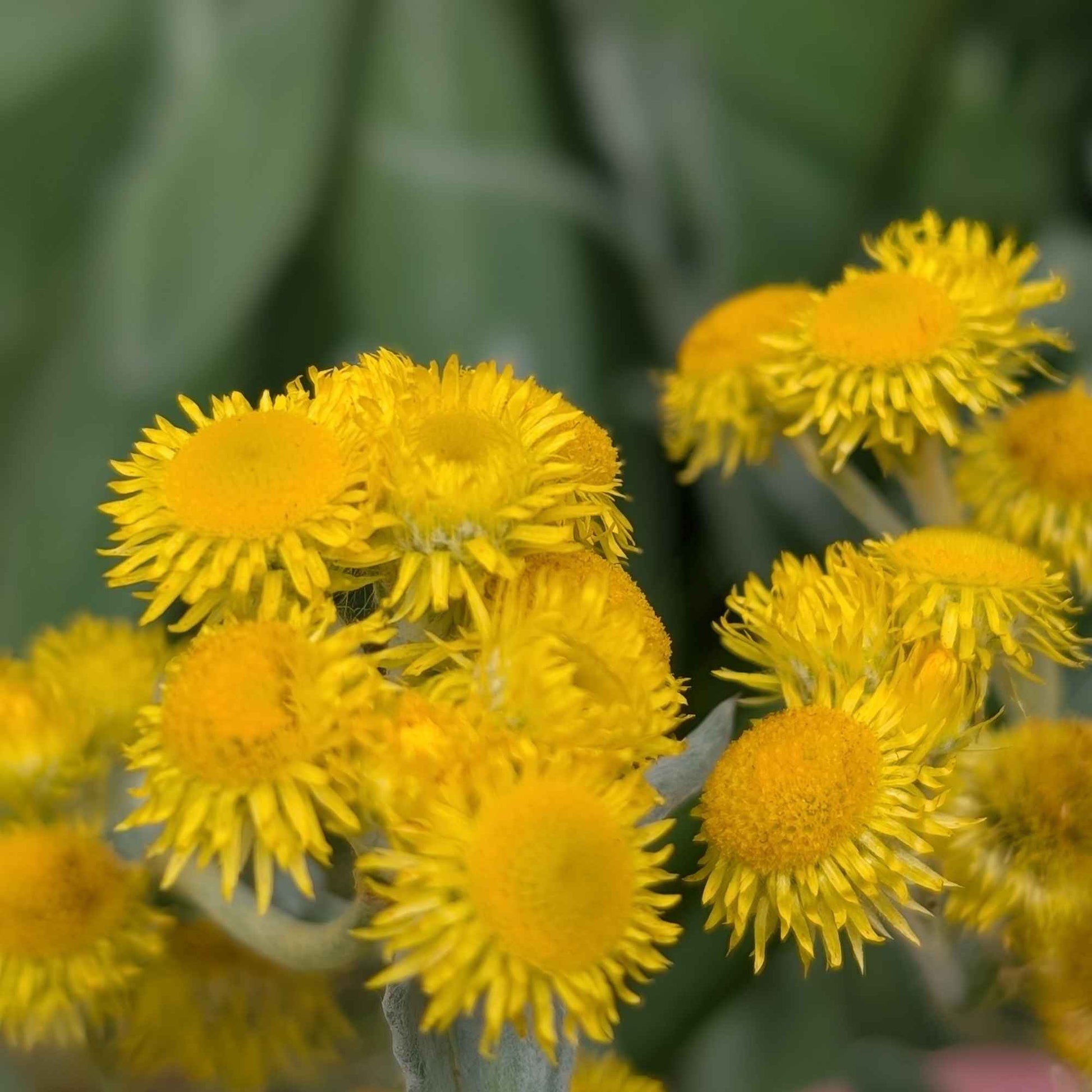 flower seeds australia Australian Wildflower Native Mixed Seeds