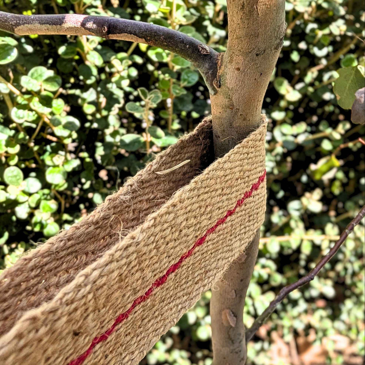 Biodegradable Jute Tie Webbing | Staking Trees & Plants Garden Accessories > Planting Support > Plant Ties - Minimalist Gardener