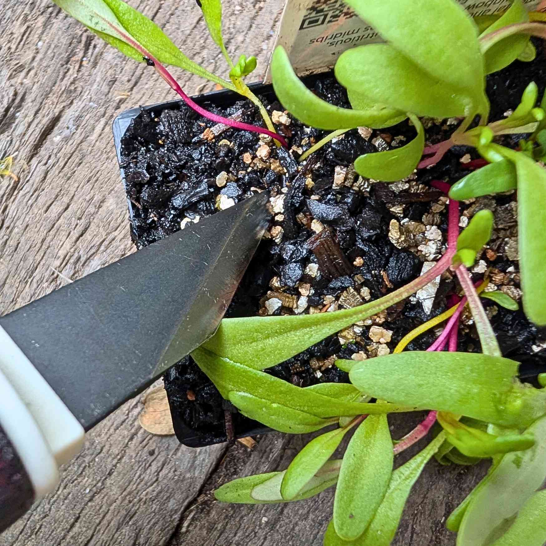 Japanese Carbon Steel Pruning & Grafting Knife Home & Garden > Garden Tools > Hand Tools - Minimalist Gardener