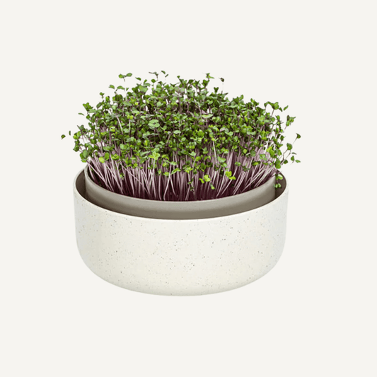 Microgreens Sprouting Kit Home & Garden > Garden Accessories > Planting - Minimalist Gardener