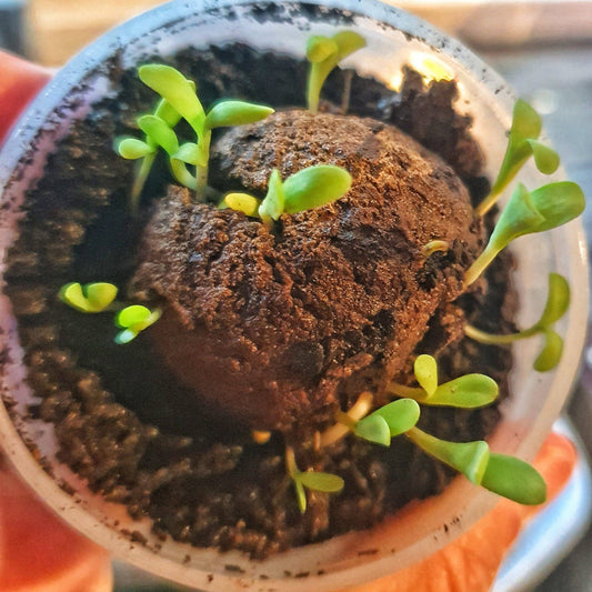 Native Seed Bombs Wildflowers for Native Pollinators Home & Garden > Garden Accessories > Native Seeds - Minimalist Gardener