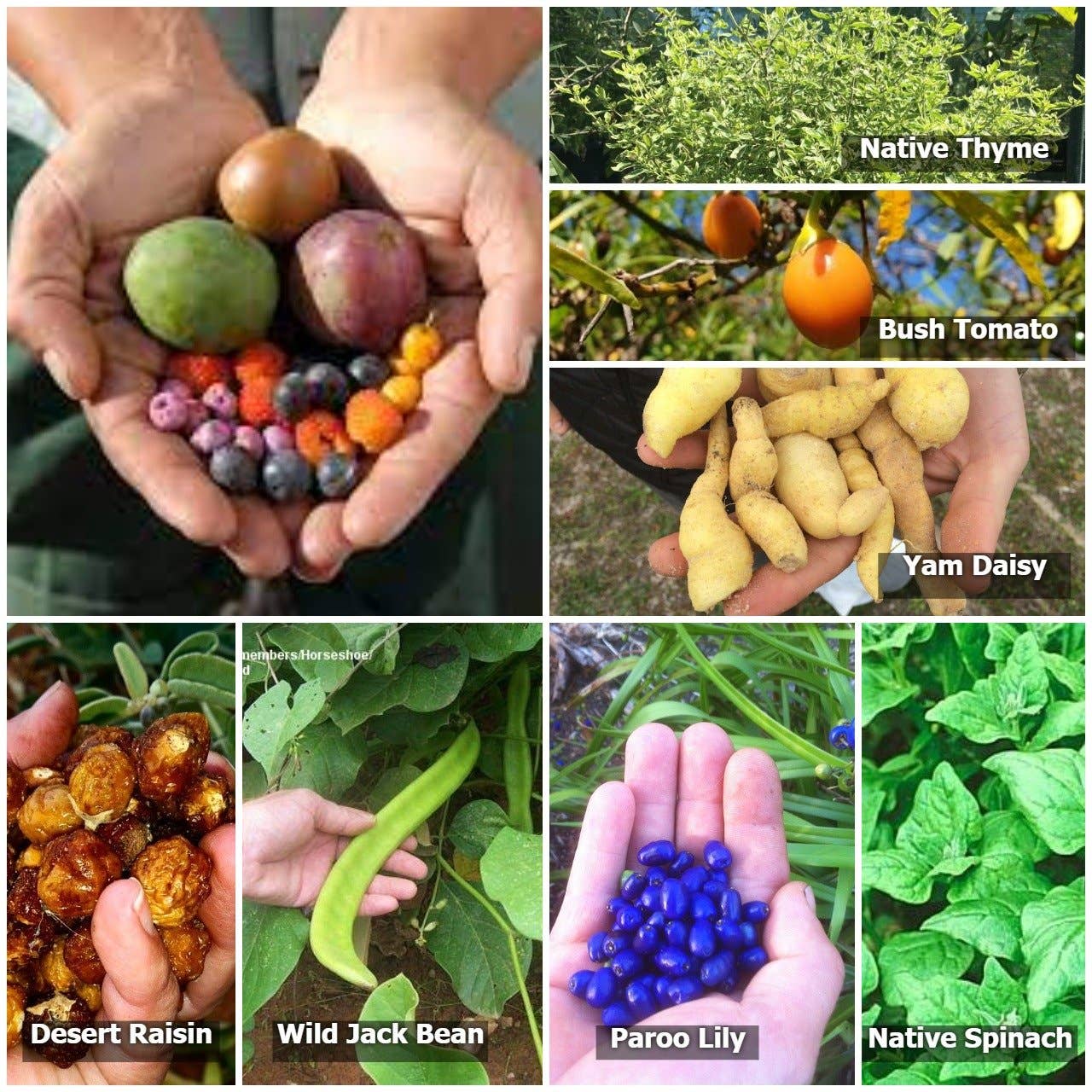 Native Seed Box | Bush Tucker Collection (Edible Australian Natives) Home & Garden > Garden Accessories > Native Seeds - Minimalist Gardener