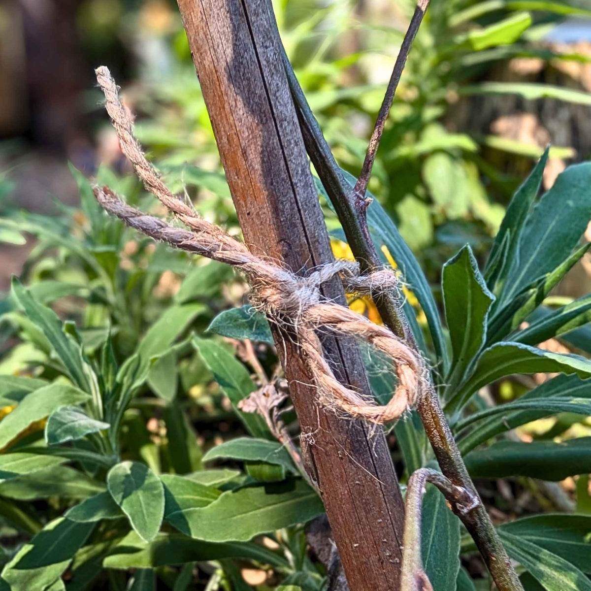 Natural Garden Twine in Tin | Antique White Home & Garden > Garden Accessories > Garden Twine - Minimalist Gardener