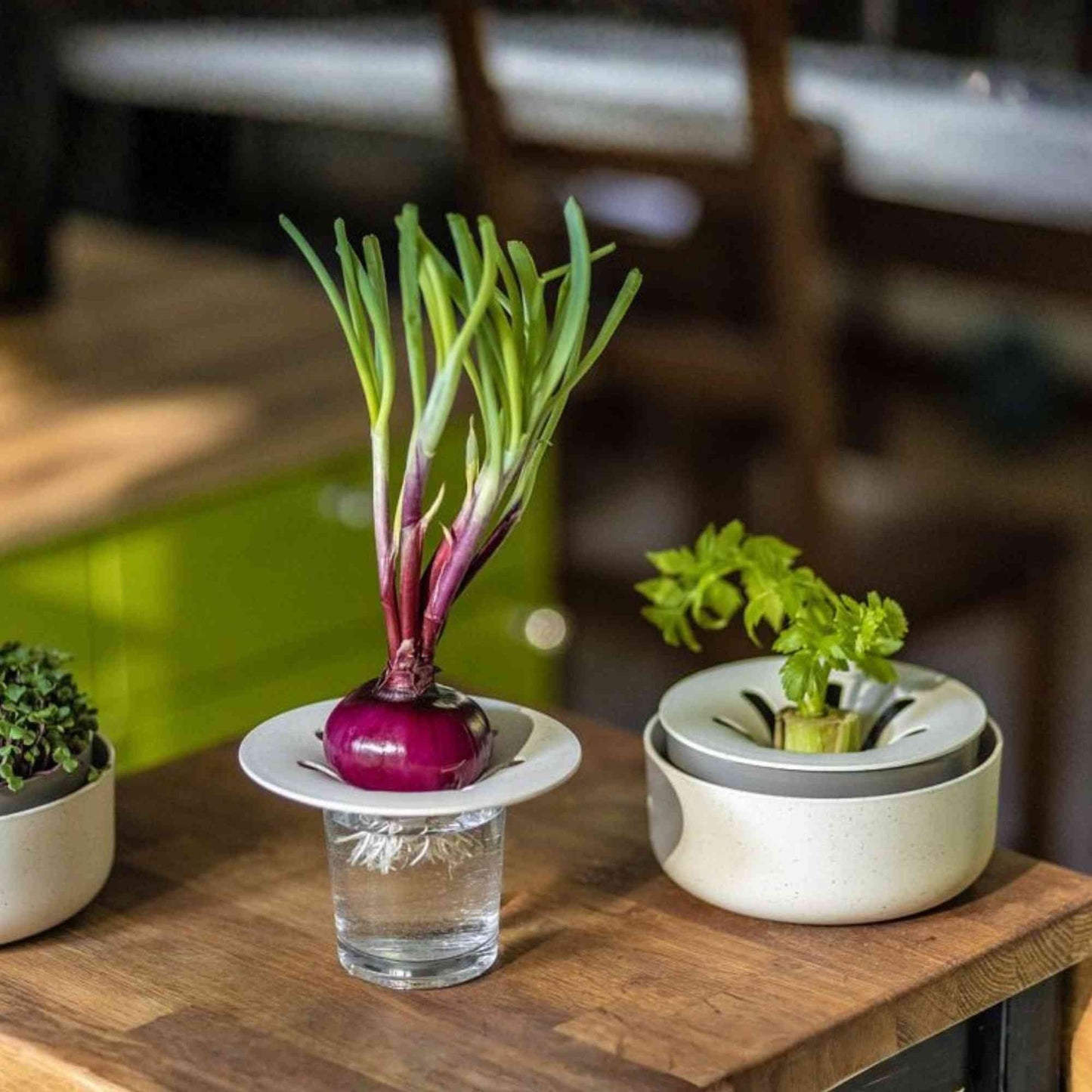 Plastia Regrow Sprouting Kit Home & Garden > Garden Accessories > Planting - Minimalist Gardener