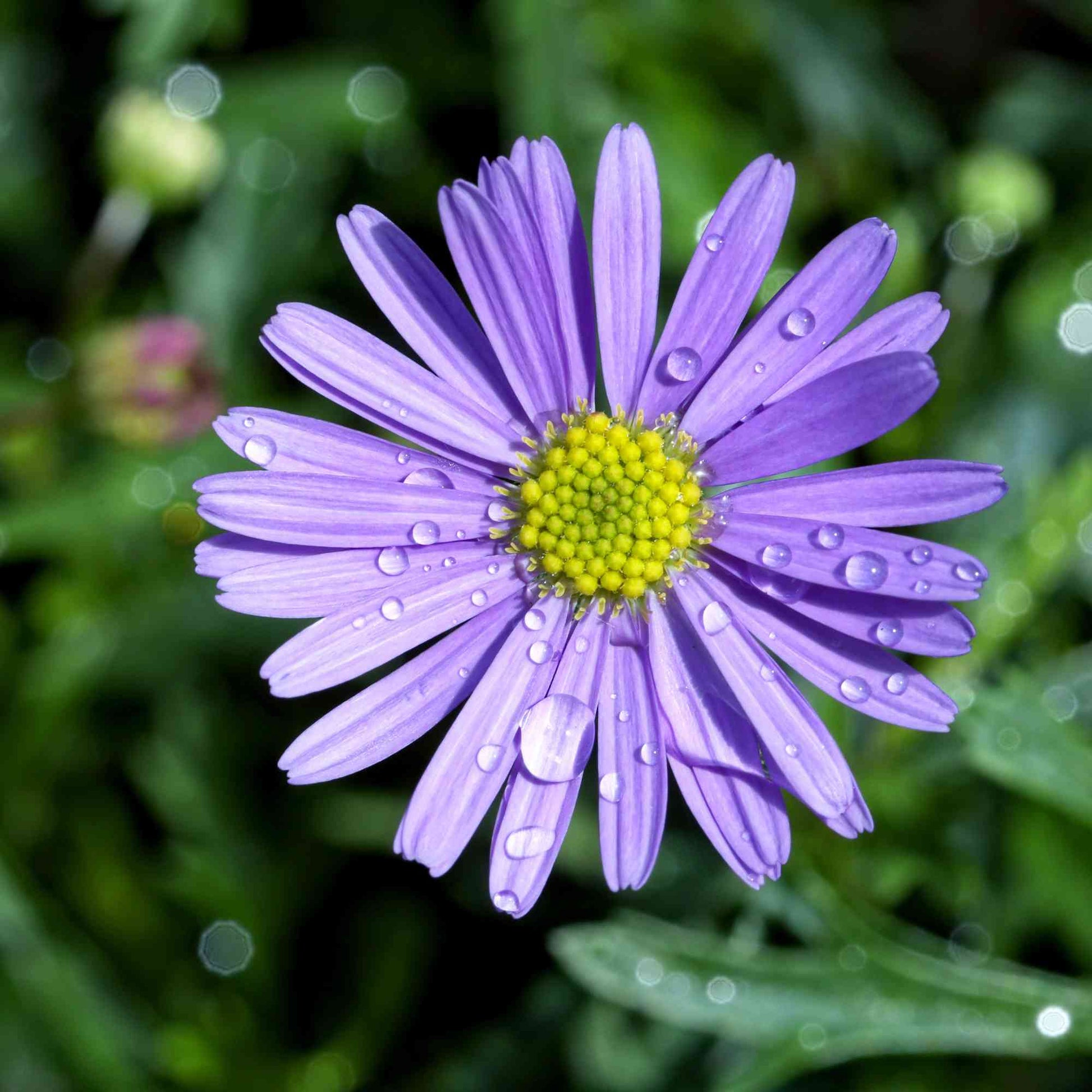 Recycled Plantable Greeting Card | Billy Buttons Gardening Gifts > Greeting Cards > Plantable Paper Card - Minimalist Gardener