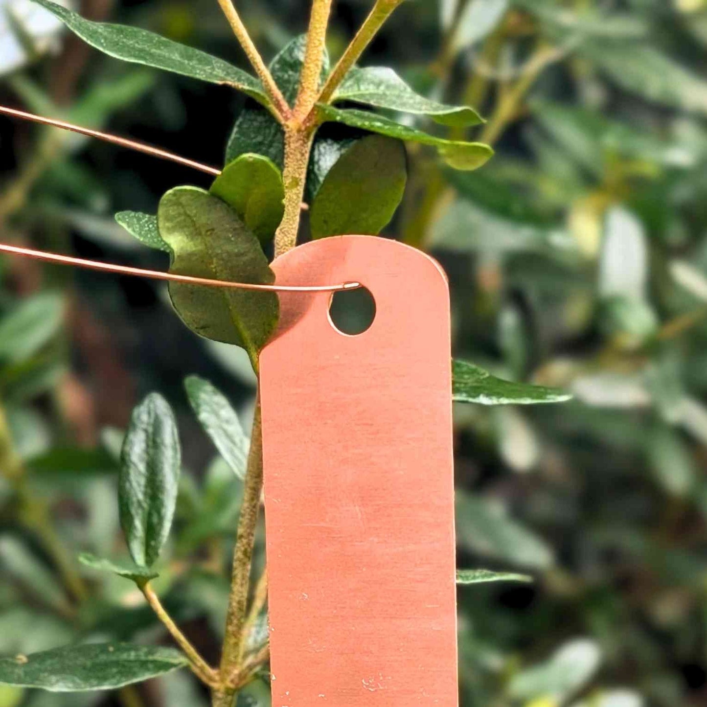 Tie On Copper Plant Labels | Pack of 10 Home & Garden > Garden Labels > Slate Plant Tags - Minimalist Gardener