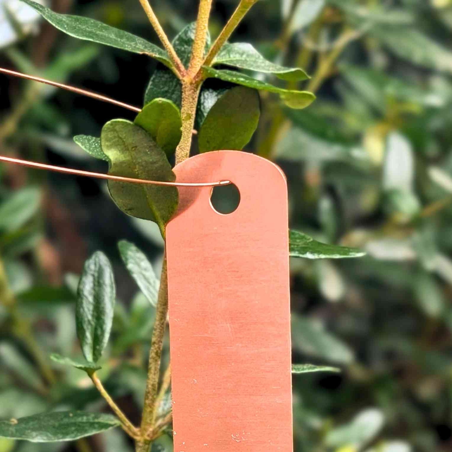 Tie On Copper Plant Labels | Pack of 10 Home & Garden > Garden Labels > Slate Plant Tags - Minimalist Gardener