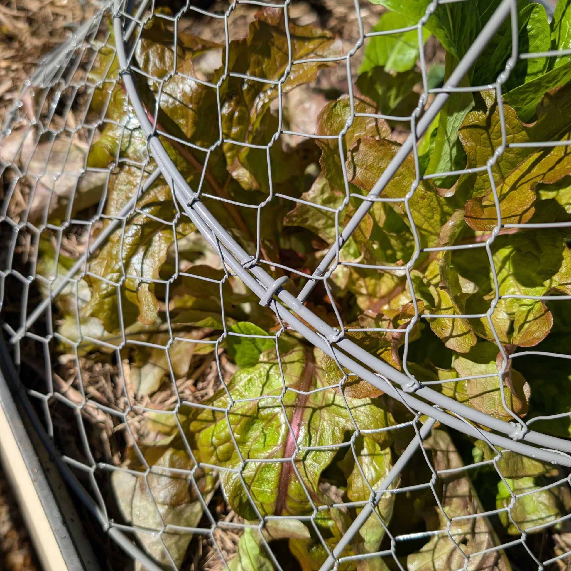 Wire Garden Cloche Large Home & Garden > Garden Storage > Baskets - Minimalist Gardener