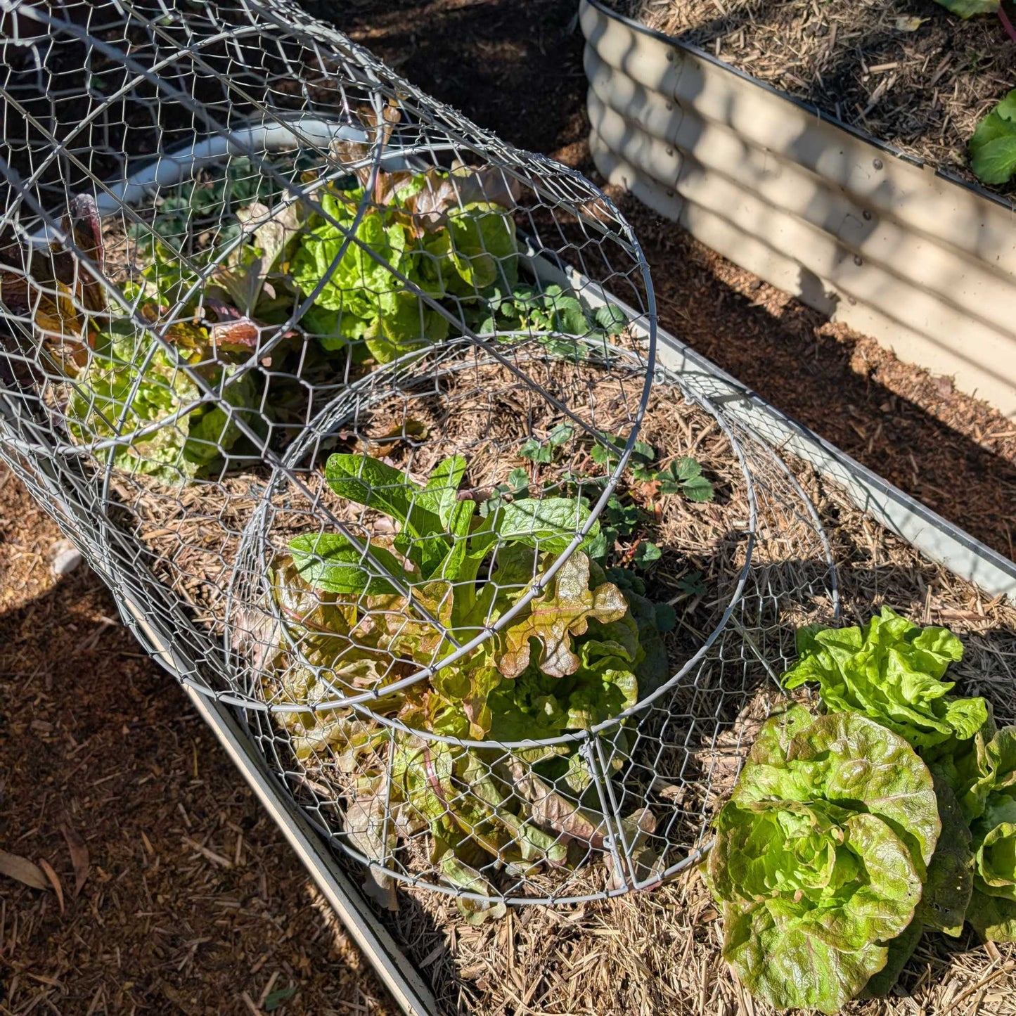 Wire Garden Cloche Large Home & Garden > Garden Storage > Baskets - Minimalist Gardener