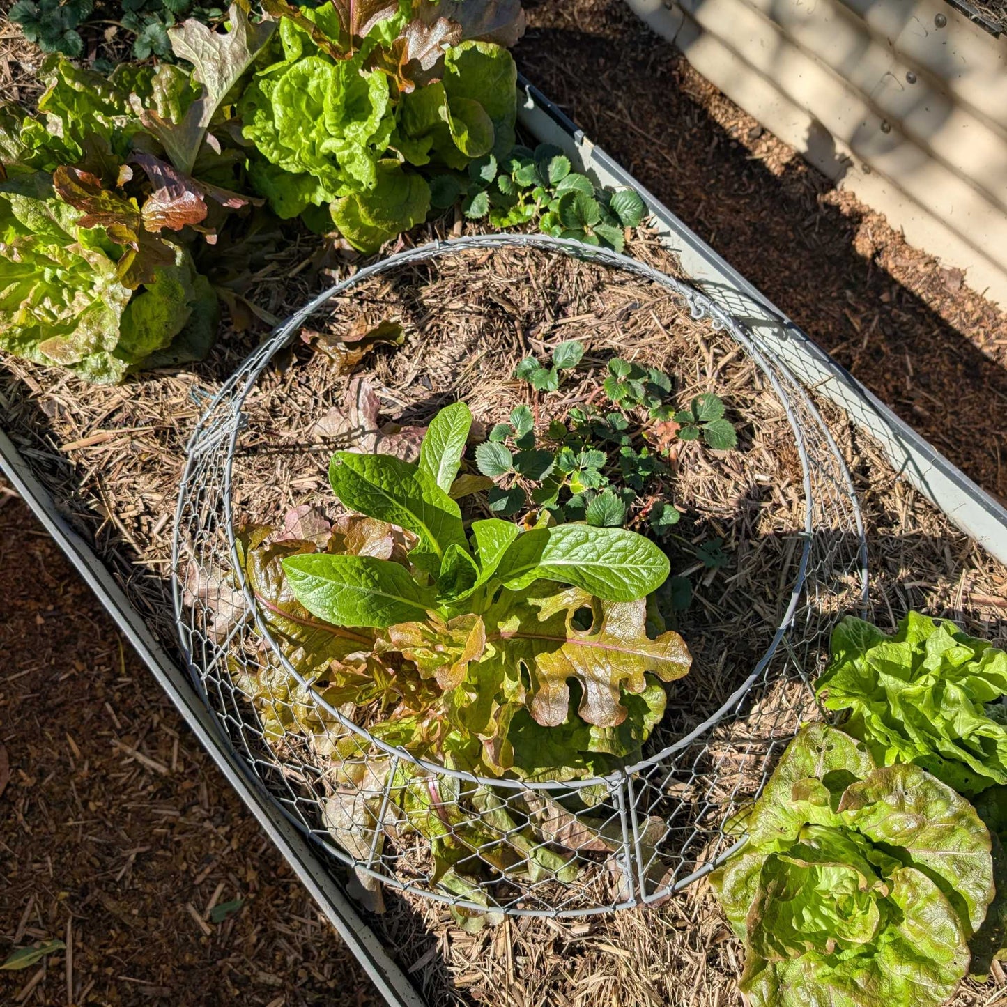 Wire Garden Cloche Large Home & Garden > Garden Storage > Baskets - Minimalist Gardener