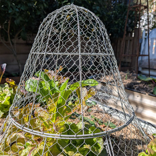 Wire Garden Cloche Large Home & Garden > Extendable Base Powder Coated Garden Storage > Baskets - Minimalist Gardener