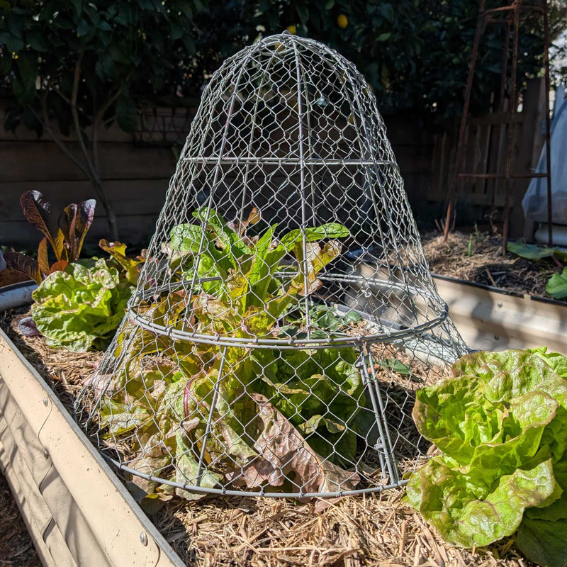 Wire Garden Cloche Large Home & Garden > Extendable Base Powder Coated Garden Storage > Baskets - Minimalist Gardener